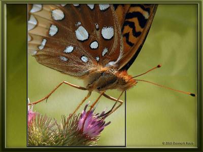 Fritillary on Burdock