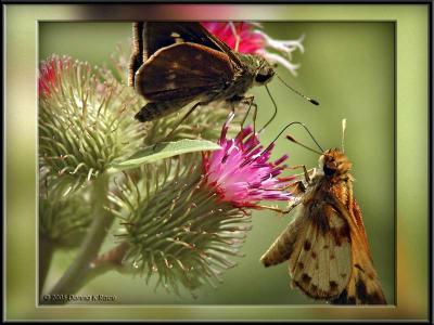 Sharing...