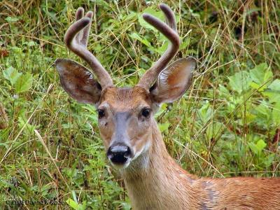 WV Deer ~ June through August 2005