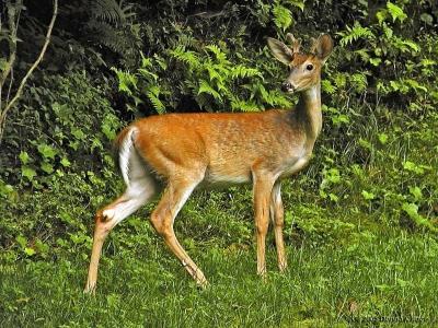 Youngster in Velvet...