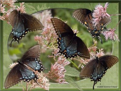 Female Tiger Swallowtails