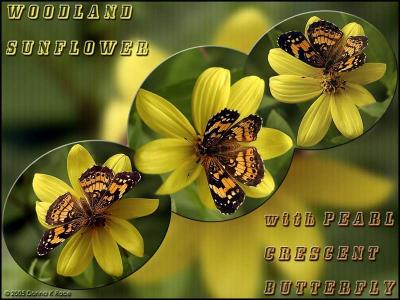 Woodland Sunflower & Silvery Checkerspot