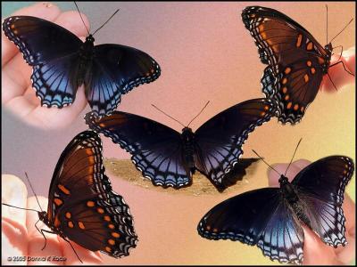 Red Spotted Purple