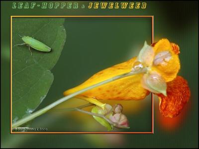 Leaf Hopper and Jewelweed...