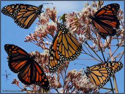 Monarch and Dragonfly