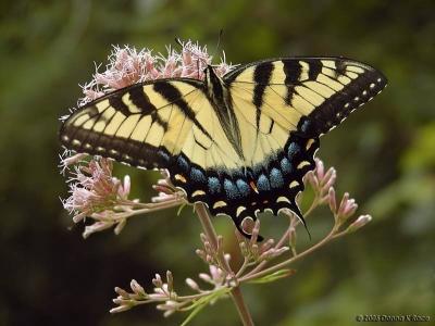 WV ~ Butterflies ~ Swallowtail Family