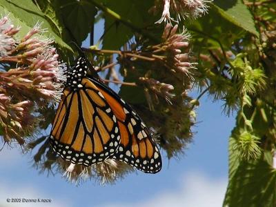 Monarch Butterflies ~ WV