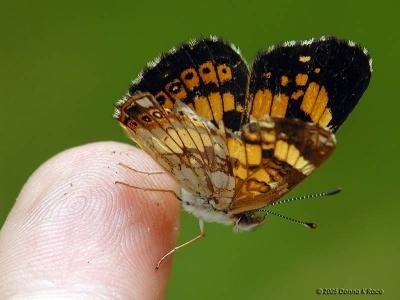 Silvery Checkerspot