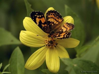 Silvery Checkerspot