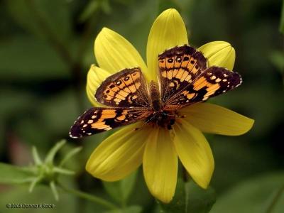 Silvery Checkerspot