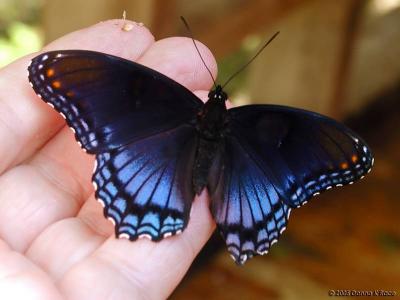 Red-Spotted Purple Butterflies ~ WV