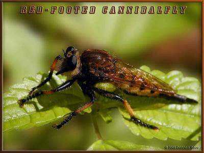 Red-footed Cannibalfly