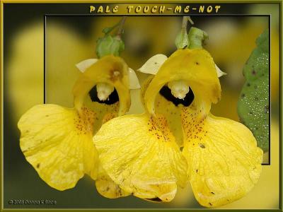 Pale Touch-Me-Not