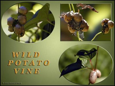 Wild Potato Vine