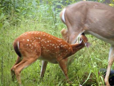 Feeding Time