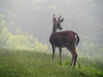 WV Deer ~ A Visit on a Foggy September Morning
