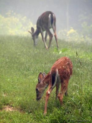 Browsing on the hill