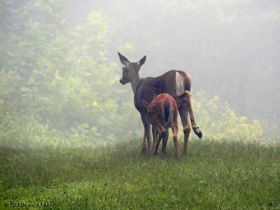 WV Deer ~ A Visit on a Foggy September Morning