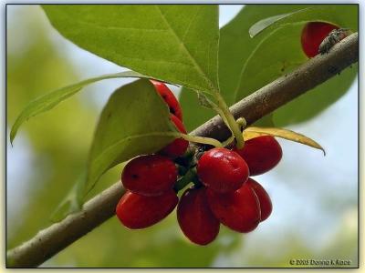 Spice Bush Berries