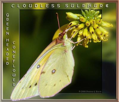 Sulphur Butterfly on Wingstem