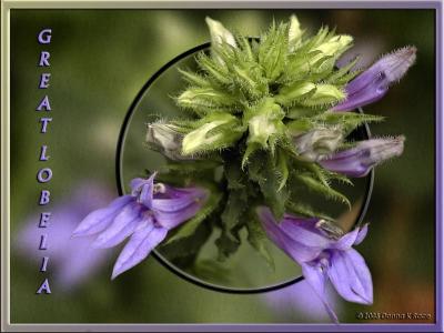 Great Lobelia