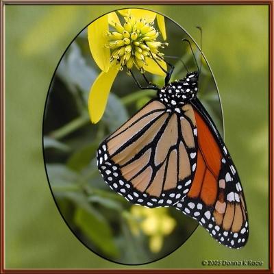 Monarch on Wingstem