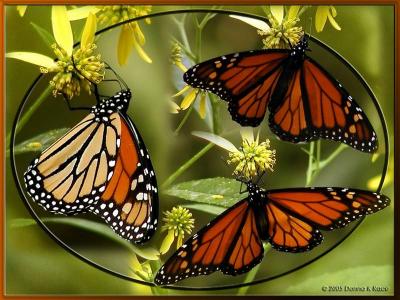 Montage of Monarchs