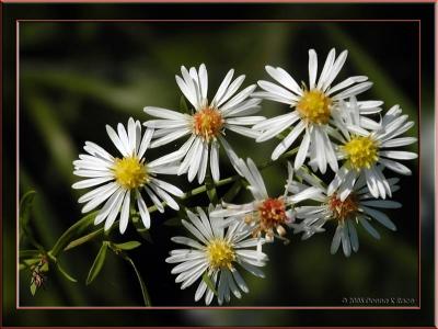 Small-flowered Asters