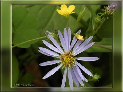 Yellow Wood Sorel and Aster