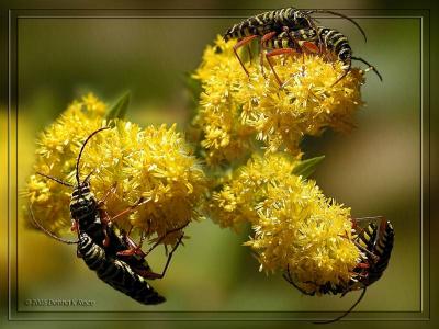 WV ~ Bees and Other Insects ~ 2005