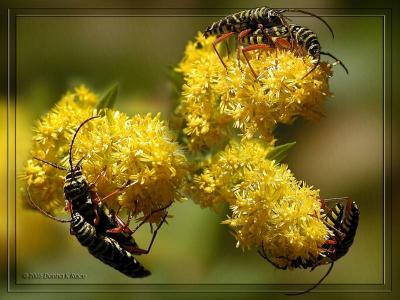 Breeding Time on Goldenrod