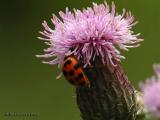 <b>Japanese Lady Beetle