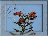 <b>Butterfly Weed