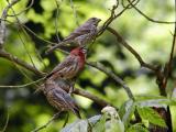 <b>Our House Finch Family 2</b><br>Jun 19th