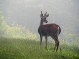WV Whitetail Deer ~ Summer 2005