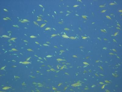 Fishes everywhere