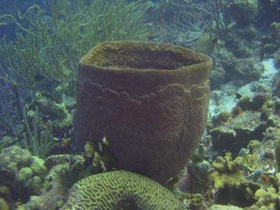 Barrel Coral