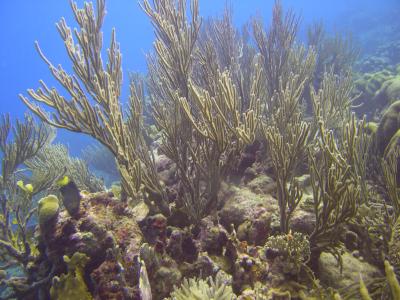 Soft Corals