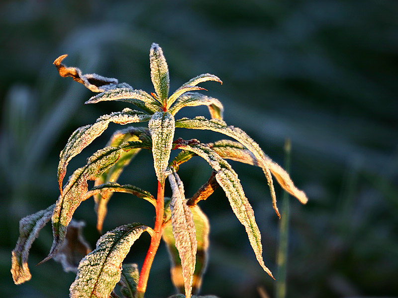 Frosty morning