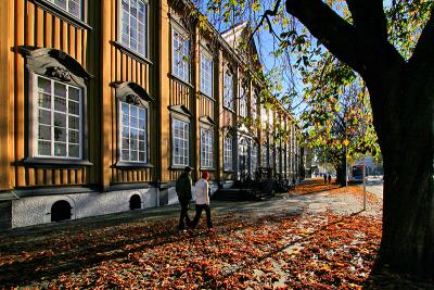 Shadows and leaves