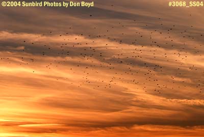 Flocks of birds flying at sunset stock photo #3068