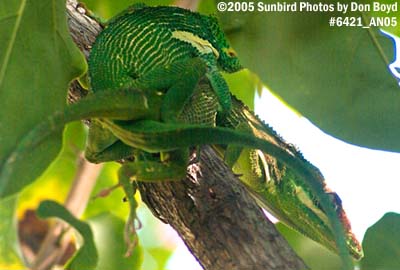 Cuban Anoles mating animal stock photo #6421