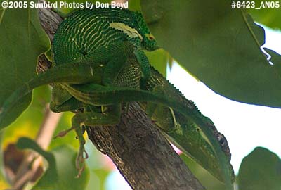 Cuban Anoles mating animal stock photo #6423