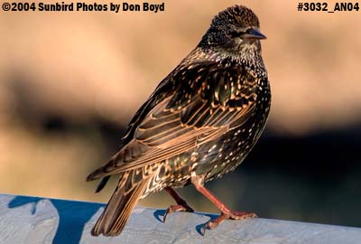 European Starling in non-breeding plumage on guardrail on a freezing day in Nashville animal stock photo #3032