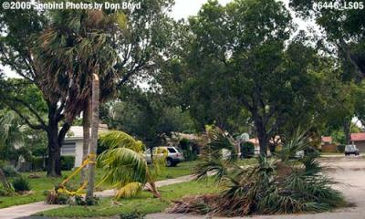 Hurricane Katrina damaged sabal palm tree on Poinciana Court, Miami Lakes, photo #6446