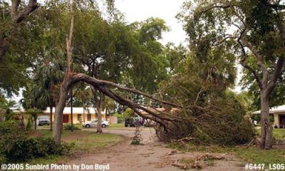 Hurricane Katrina damaged black olive tree on Sabal Drive, Miami Lakes, photo #6447