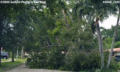 Hurricane Katrina damaged black olive tree on Sabal Drive, Miami Lakes, photo #6448