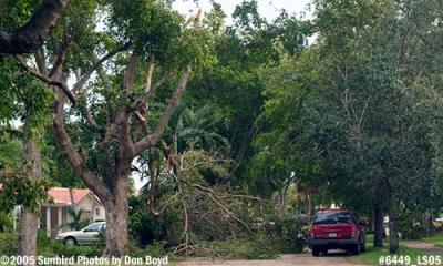 Hurricane Katrina damaged black olive tree on Sabal Drive, Miami Lakes, photo #6449