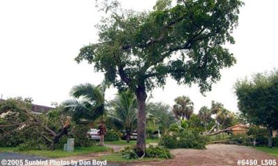 Hurricane Katrina damaged black olive trees on Sabal Drive, Miami Lakes, photo #6450