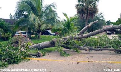 Hurricane Katrina damaged black olive tree on Sabal Drive, Miami Lakes, photo #6451